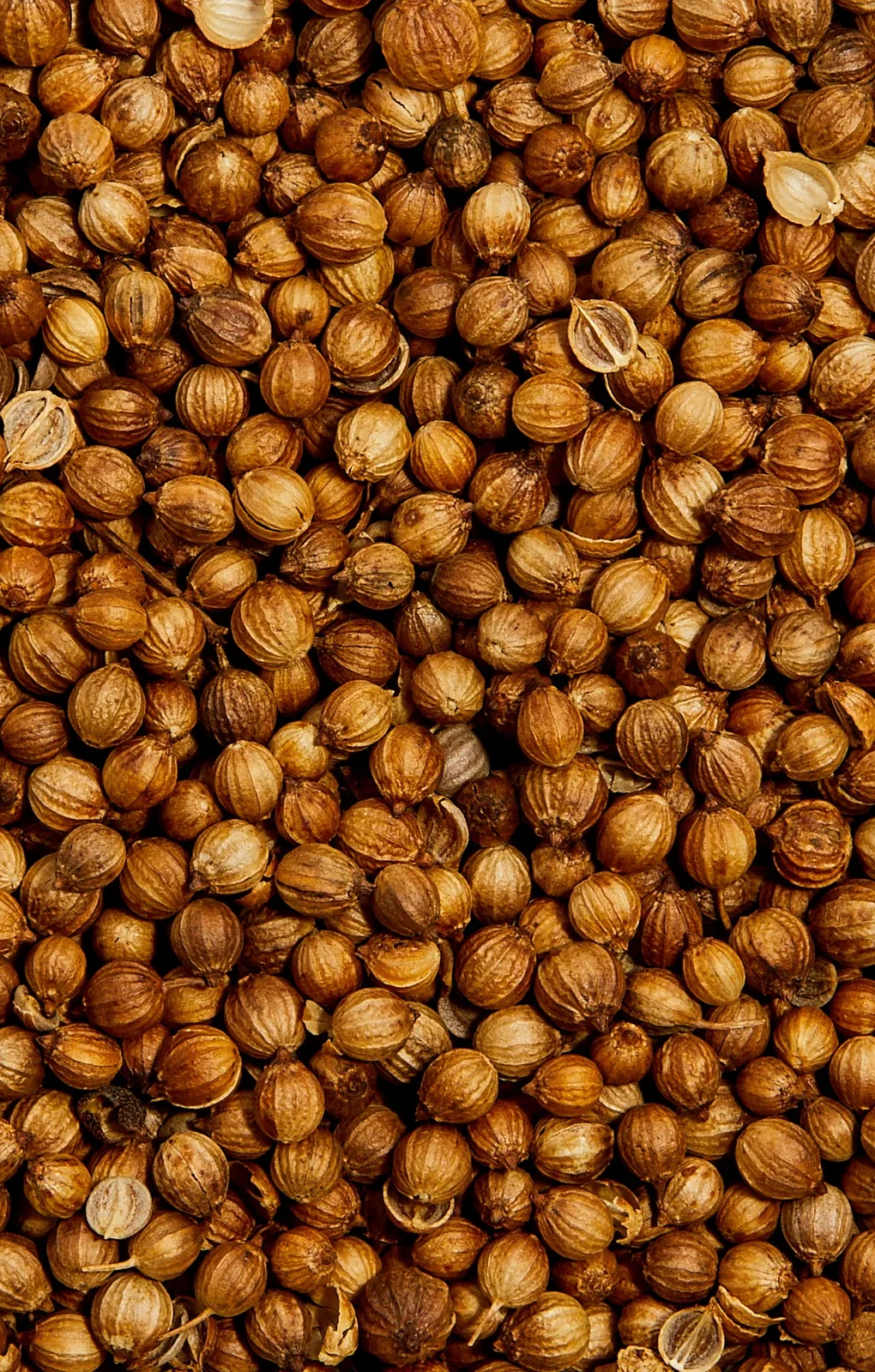 CORIANDER-SEEDS-0551_1600x