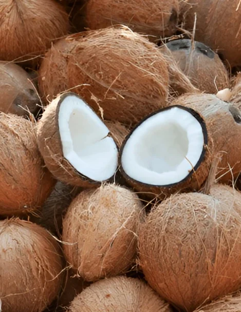 Exploring-the-Coconut-Wholesale-Market-Trends-Pricing-and-Global-Demand
