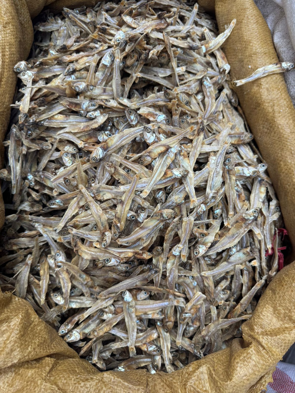 WhatsApp Image 2026-01-31 at 1.46.08 AM