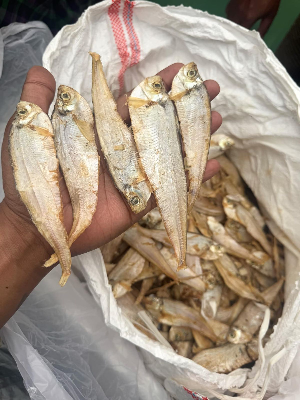 WhatsApp Image 2026-01-31 at 1.46.10 AM