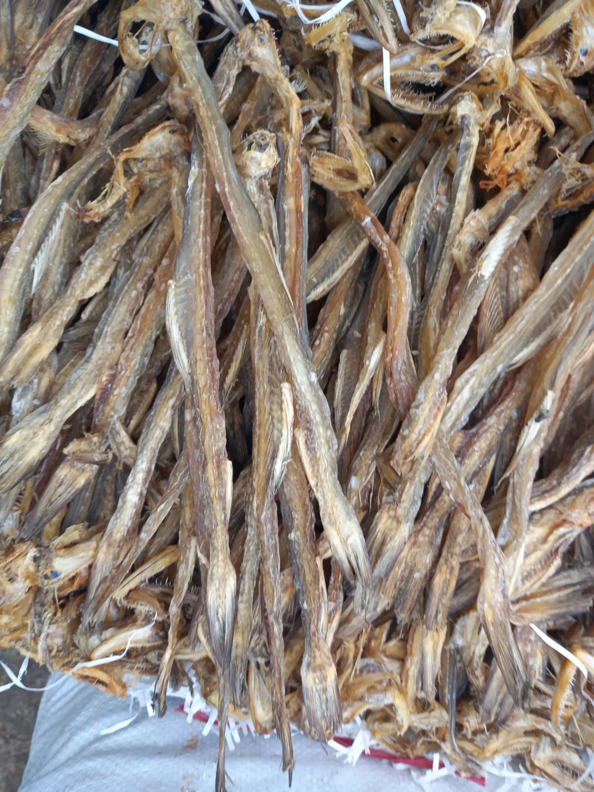 WhatsApp Image 2026-01-31 at 1.46.12 AM